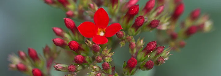 Rote Blütenknospen